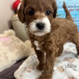 Zora - Red female Cavapoo puppy in Lebanon, Missouri from Danielle’s Doodles