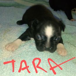 Boston Terrier Puppies from Got What You Need