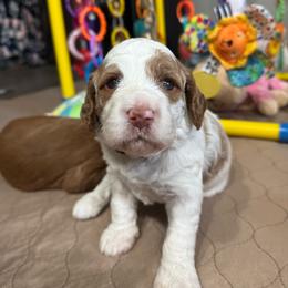 Monica - Chalk female Australian Labradoodle puppy in Fontana, California from Glory Labradoodle’s