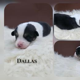Dallas - Black and tan male Pembroke Welsh Corgi puppy in Charleroi, Pennsylvania from Twilight Hollow Corgis