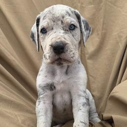 Pink Collar Girl - Merle female Great Dane puppy in Newport, Washington from Lakefront Danes