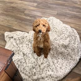 Poodle Puppies from Savana williams