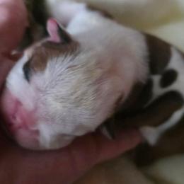 Lola - Red brindle and white female Bulldog puppy in Arlington, Washington from Stout's Hunting Labs and trsbullies