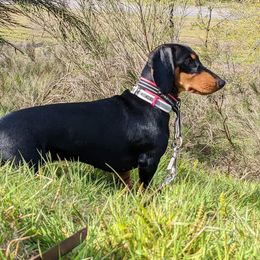 Miss B - Dachshund