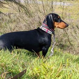 Miss B - Dachshund