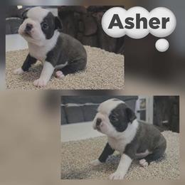 Asher - Black brindle and white male Boston Terrier puppy in Billings, Missouri from Azaleas Euro Boxers & Boston Terriers