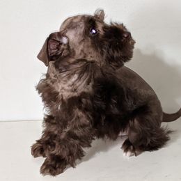 Miniature Schnauzer Puppies from Pawesome Pups