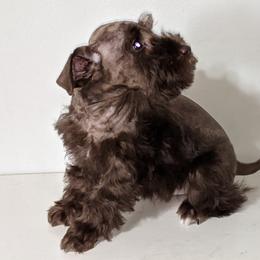 Miniature Schnauzer Puppies from Pawesome Pups