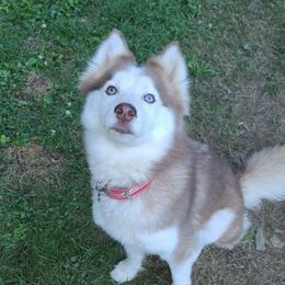 Siberian Huskies from Elmer Huskies