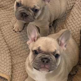 French Bulldog Puppies from Foster Lake Frenchies