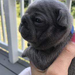 French Bulldog Puppies from Crooked C Ranch