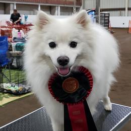 Brigid - American Eskimo Dog