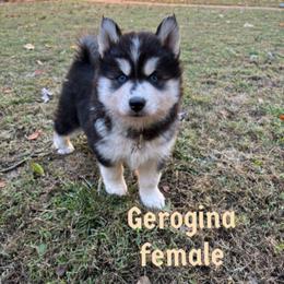 Gerogina - Black and white female Siberian Husky puppy in Elkin, North Carolina from Blue Ridge Shadow Huskies