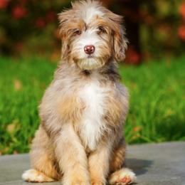 Spicy (chocolate merle socialization grad) - Chocolate merle female Bernedoodle puppy in Dundee, Ohio from Down Home Doodle