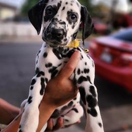 Dalmatian Puppies from RockADal Farm