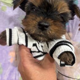 Tiny - Black and tan female Yorkshire Terrier puppy in Ocala, Florida from Yorkie  And Shih Tzu Love