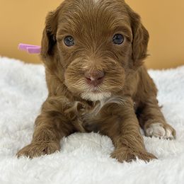 Lavender - Red female Australian Labradoodle puppy in Sacramento, California from Adorable Labradoodle