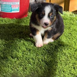 Moss - Black tri male Miniature Australian Shepherd puppy in Oroville, California from Diamond Arrow Aussies