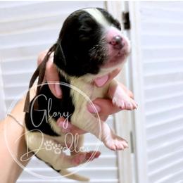 Brown - Tri-color male Bernedoodle puppy in Rockwall, Texas from Glory Doodles