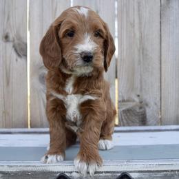Goldendoodle puppies from Gertie’s Goldendoodles