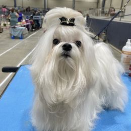 Faith - Maltese