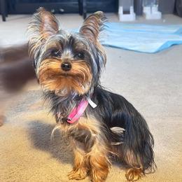 Yorkshire Terrier puppies from Thankuyorkies