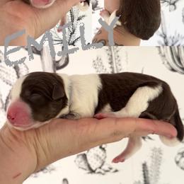 Emily - Red female Border Collie puppy in Sanger, California from Flying M Cactus Ranch Buddies