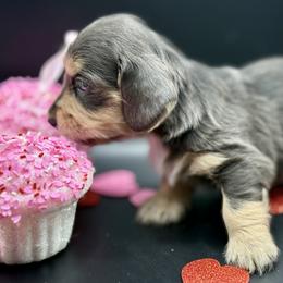 Cupid  AKC Limited - Blue and cream male Dachshund puppy in Bartlesville, Oklahoma from OkieDokieDox