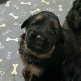 German Shepherd Puppies from McLaughlin German Shepherds