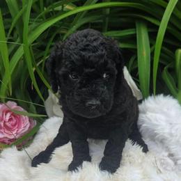 Clover - Black female Labradoodle puppy in Clinton, Ohio from P&L Doodles