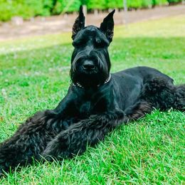 Zeus - Giant Schnauzer