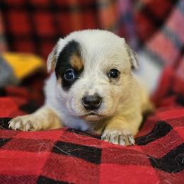 Blue - Blue speckled male Australian Cattle Dog puppy in Sneedville, Tennessee from JoAnn's Australian Cattle Dogs
