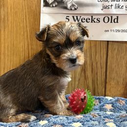 Girl T5 - Tan and white female Yorkshire Terrier puppy in Bear Creek, North Carolina from Yorkie Time
