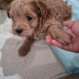 Vera - Red female Maltipoo puppy in Corona, California from Poodle house CA