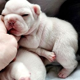 French Bulldog Puppies from PHP's Starbulls
