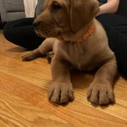 Labrador Retriever Puppies from Dan's Labrador Retrievers