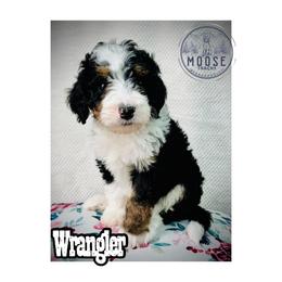 Wrangler - Tri-color male Bernedoodle puppy in Belleville, Michigan from Moose Tracks Bernedoodles