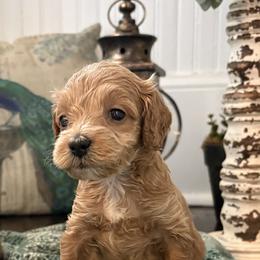 Cockapoo and Goldendoodle Puppies from Cackalacky Companions