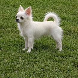 Chihuahua Puppies from Angelique Dalley