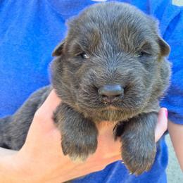 Brown Collar Boy - Blue male German Shepherd puppy in Dallas, Pennsylvania from Mountainside German Shepherds