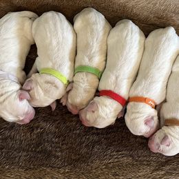 Labrador Retriever Puppies from TGO shed antler dogs