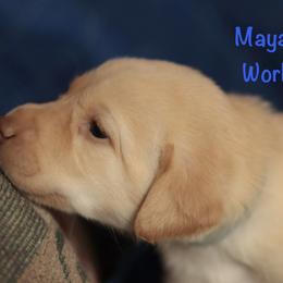 Gray collar - Yellow female Labrador Retriever puppy in Wallace, North Carolina from Maya's World Labradors with Love