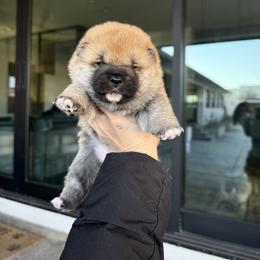 Girl 1 - Red female Shiba Inu puppy in Roseville, California from Tokubetsuna Shibas