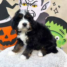 Jack - Tri-color male Bernedoodle puppy in Bountiful, Utah from EasyBreezyDoodles