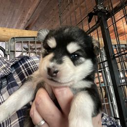 Dancer - Black and white female Pomsky puppy in Diamond Lake, Washington from Husky Haven WA