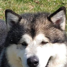 Patton - Alaskan Malamute