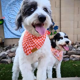 Scout - Aussiedoodle