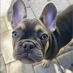 French Bulldogs from April Hankins