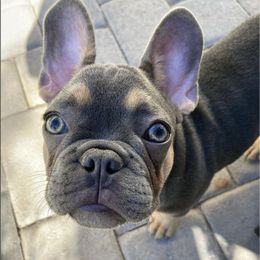 French Bulldogs from April Hankins