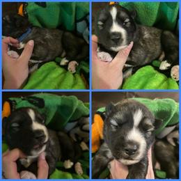 Black or agouti blue collar male - Black male Siberian Husky puppy in Wheeling, West Virginia from Powells Huskies